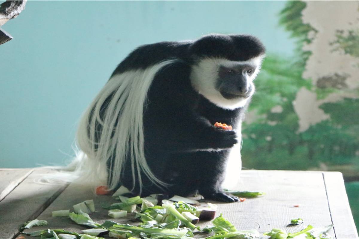 大連森林動物園をもっと楽しむための観光ヒント&注意点