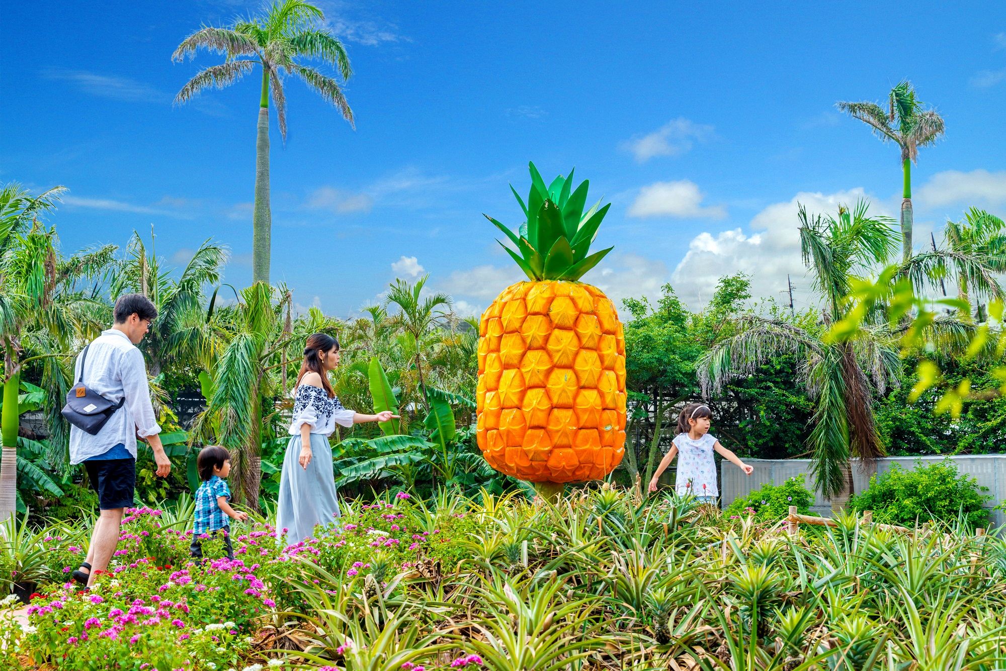 Okinawa Churaumi Aquarium & Nago Pineapple Park & Kouri Island day tour|Chinese,English, and Korean Audio Guide