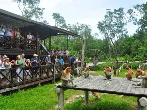 Labuk Bay Proboscis Monkey Sanctuary Admission Ticket