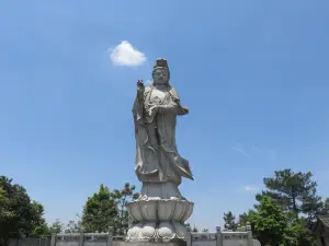 di shui guan yin