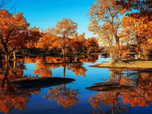 Ejina Populus Euphratica Tourist Area