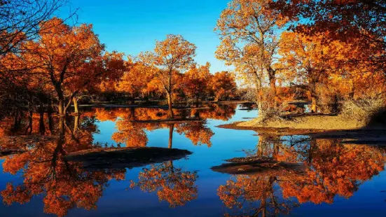 Ejina Populus Euphratica Forest Tourist Area