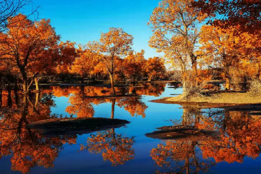 Ejina Populus Euphratica Forest Tourist Area