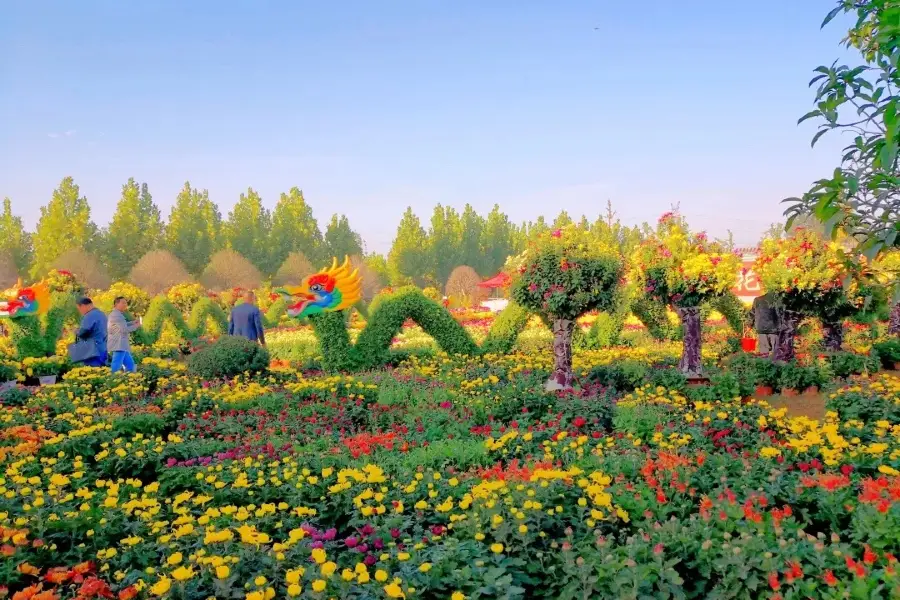 Chinese Chrysanthemum Garden