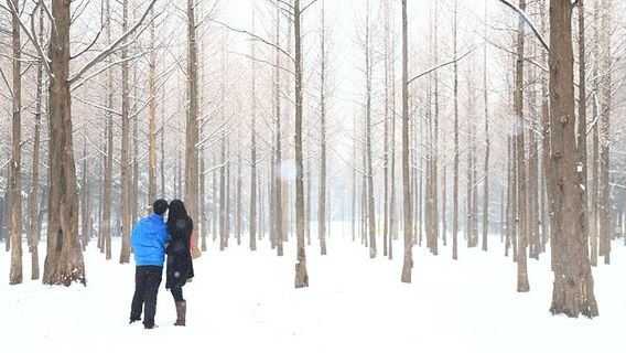 Nami Island and Petite France Day Trip from Seoul