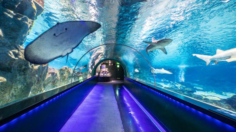 韓國首爾+COEX水族館+首爾小童大樂園+塗鴉秀 （NH藝術廳）一日遊