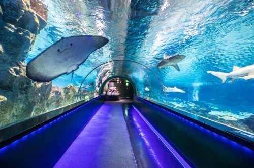 韓國+首爾+Sea Life COEX水族館+樂天世界+梨泰院+三星美術館+首爾中央清真寺一日遊