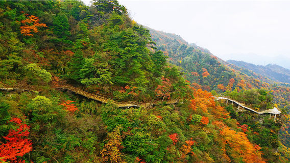 Fall Foliage Sightseeing in Dazhou