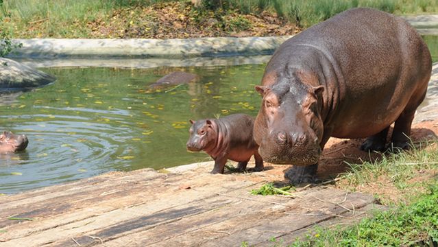 South African Plateau