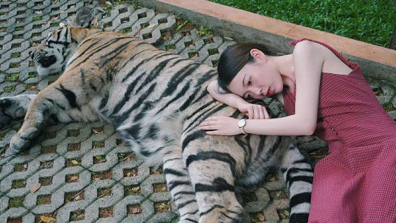 タイガーキングダム チェンマイ半日帰りツアー【ホテル送迎+かわいいトラ+チェンマイならではの体験】