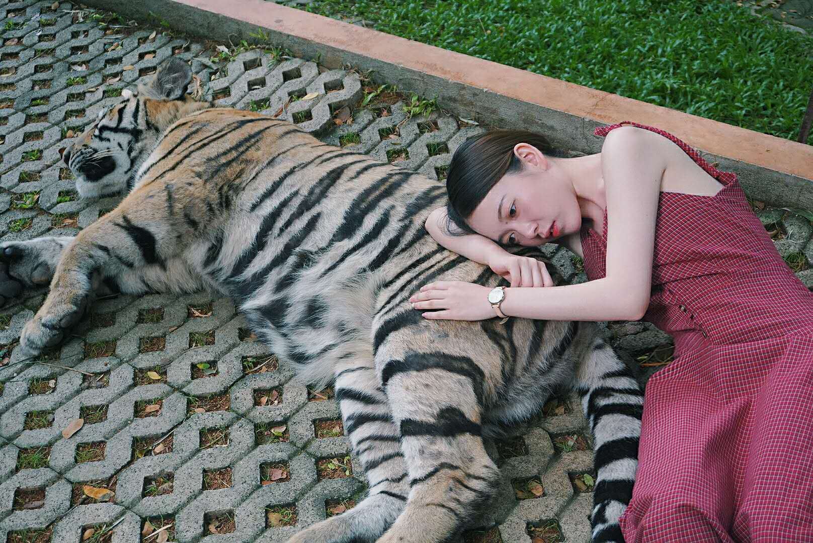 Chiang Mai Tiger Kingdom half-day tour [hotel transfer + adorable tigers + unique Chiang Mai experience]