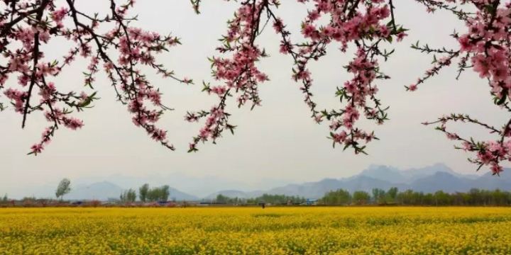 Grand Flower Sea, Langya Mountain