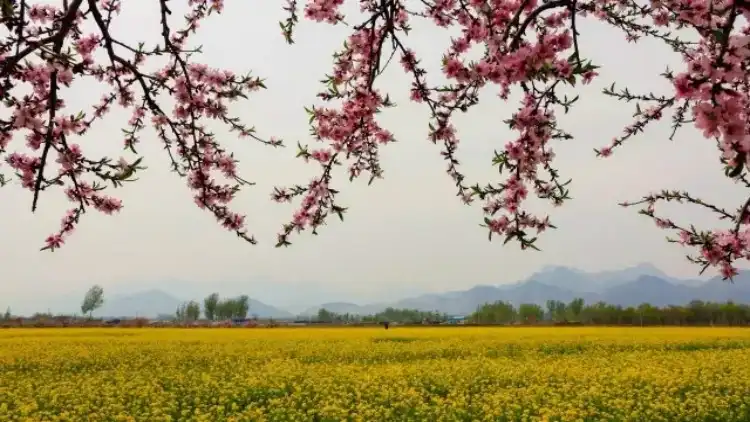 Hotels near Grand Flower Sea, Langya Mountain