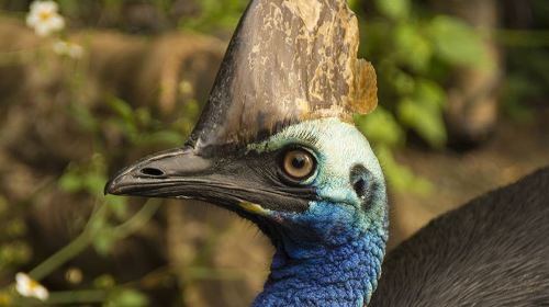 漢密爾頓島野生動物園