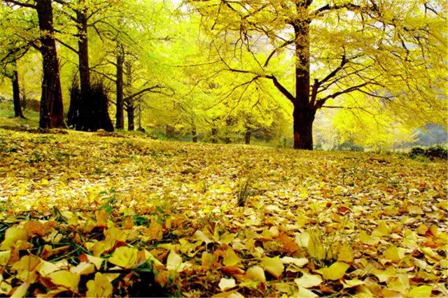 Ginkgo Trees in Yongzhou