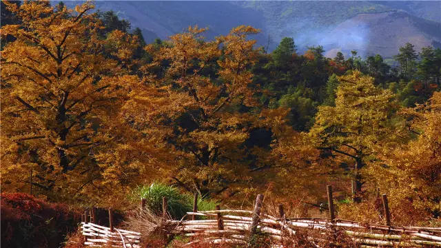 Ginkgo Trees in Yongzhou