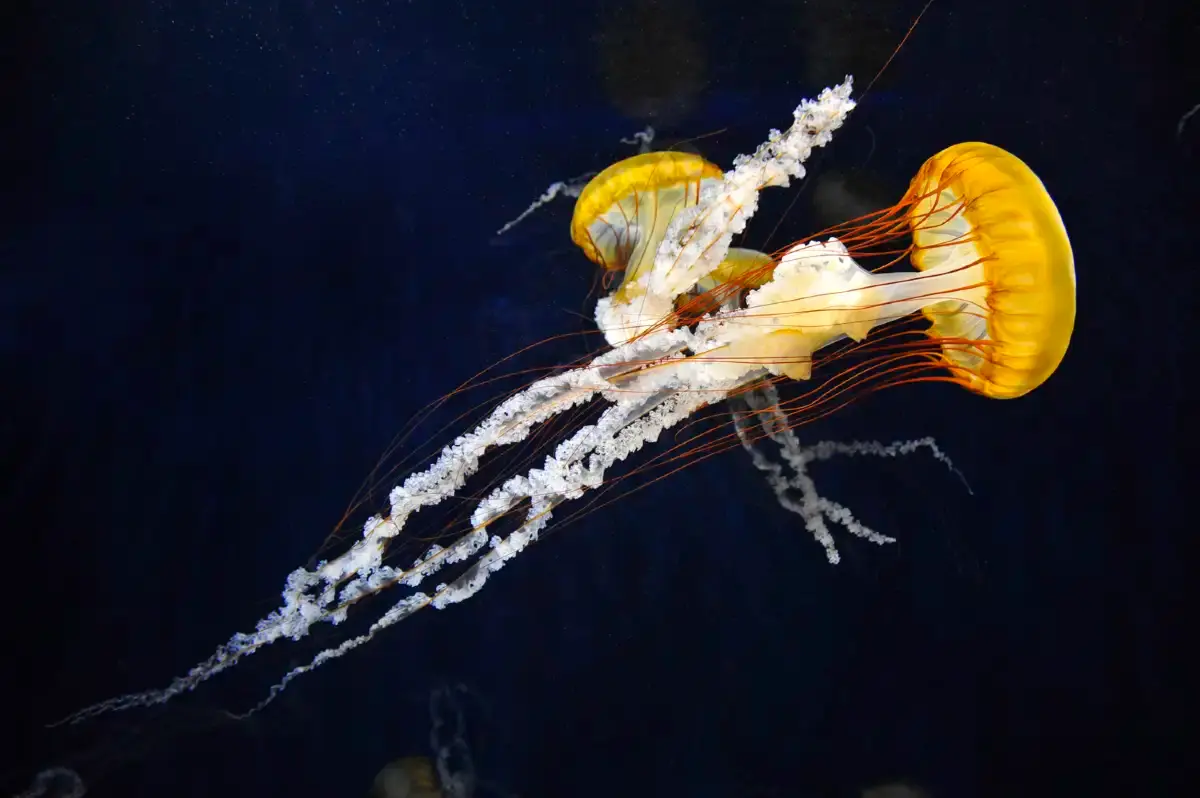 Enjoy the Jellyfish Fantasy Hall