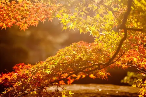 清遠金子山原生態旅遊風景區