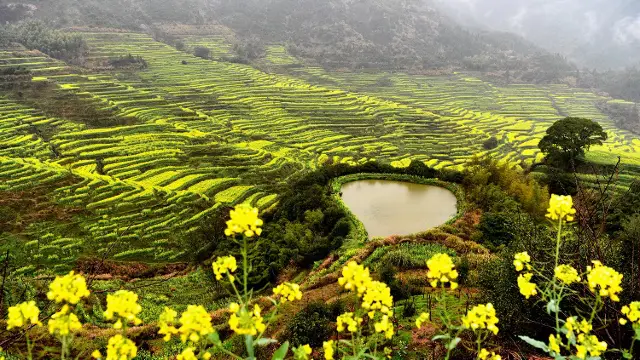Rapeseed Flowers Viewing in Wuyuan