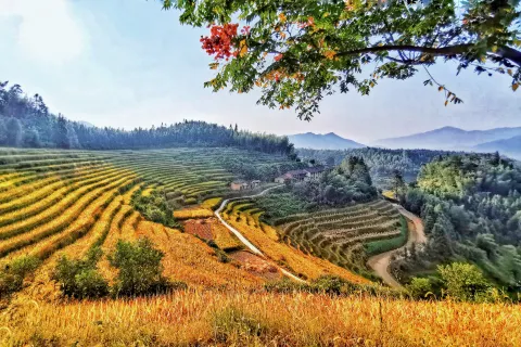 Shangbao Rice Terraces