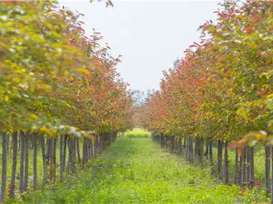 Popular Fall Viewing Attractions in Bozhou