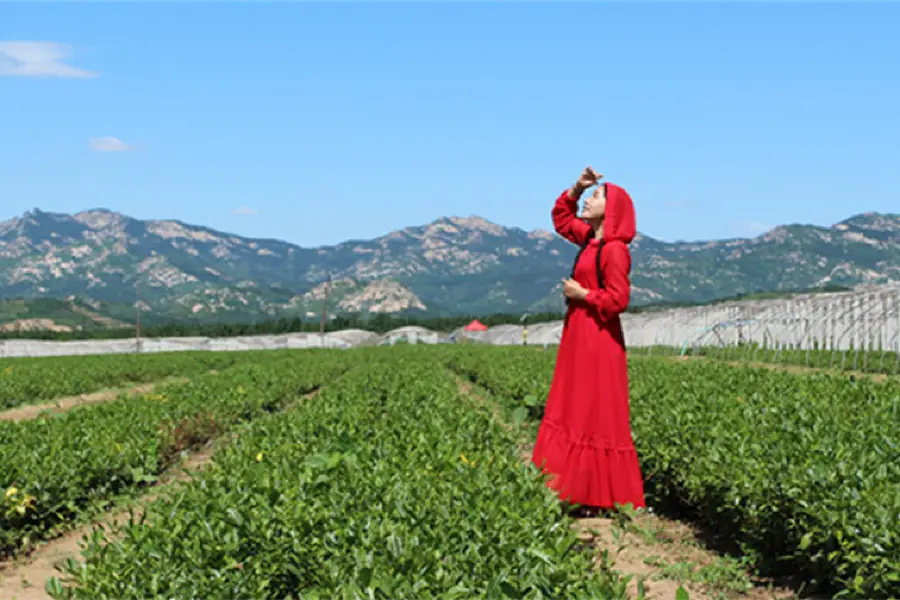 Lvshan Mountain Tea Garden