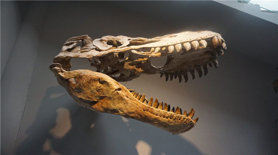 3_重慶自然博物館（新館）