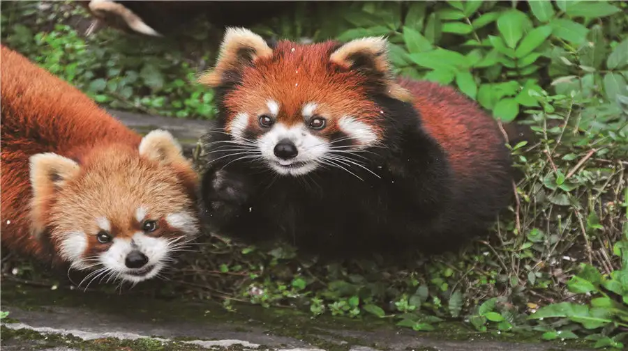 2_Chongqing Zoo