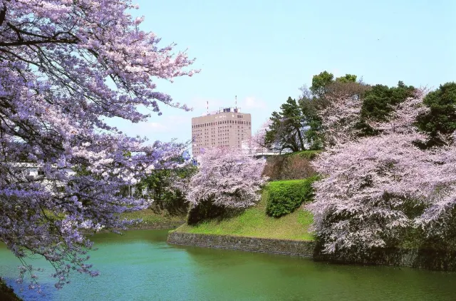 2020日本櫻花開花預測及飯店住宿推薦