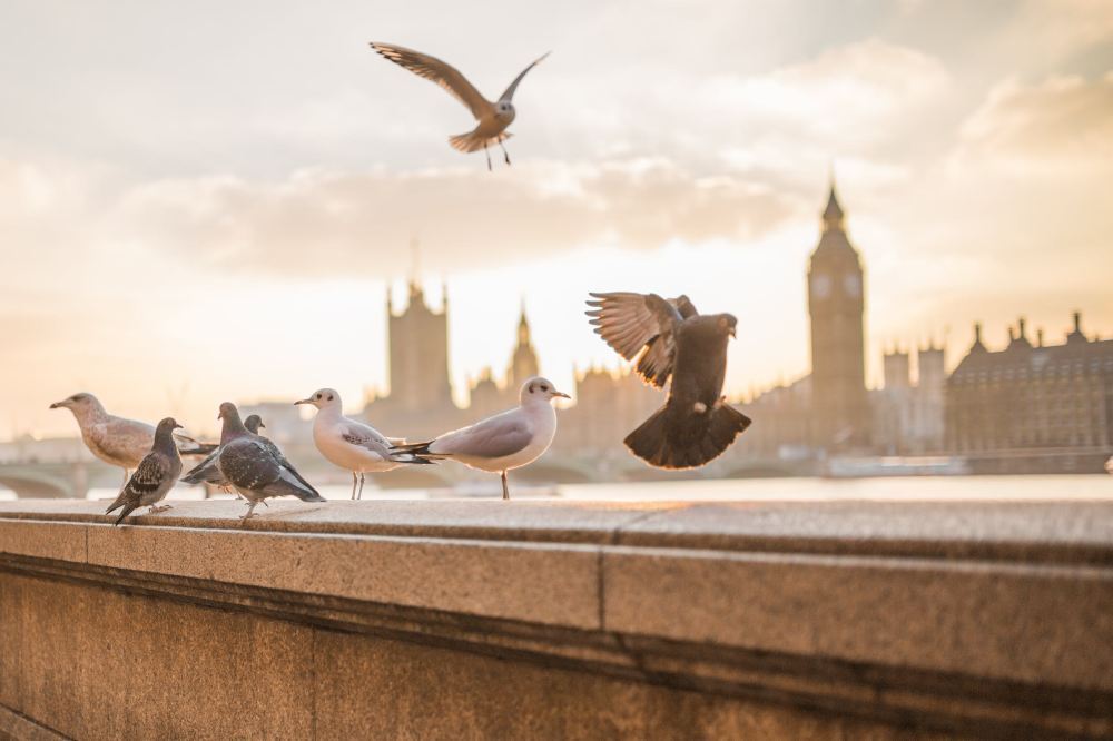 National Gallery - Top 10 Free Attractions in London