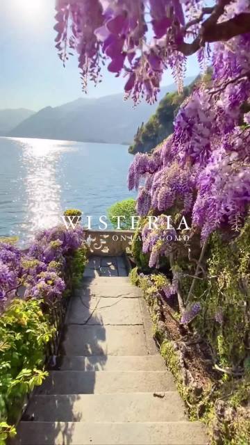 Wisteria on Lake Como: Blossoms of Beauty