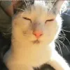 Avatar 1