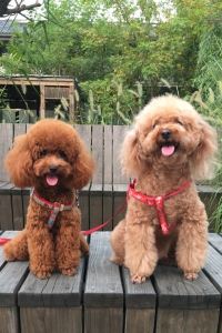 khsu8 ハイランドリゾート ホテル＆スパ クーポン