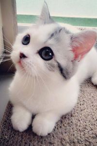 Jinghouhuakai 美球假日酒店（珠海拱北口岸店）優惠