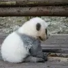 Avatar 1