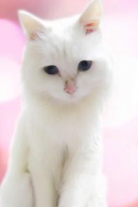 1862206**** 貴陽雲巖希爾頓歡朋酒店優惠