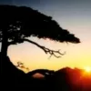 Avatar 1