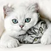 Avatar 1