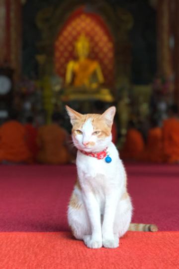 ericshya 曼谷艾特伊斯薩拉達恩酒店優惠