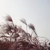 Avatar 1