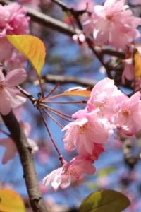 _CFT115149**** 仕驊廷三碼頭飯店公寓優惠