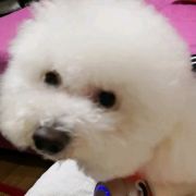 Piaoliangdeyuncai