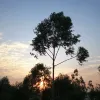 Avatar 3
