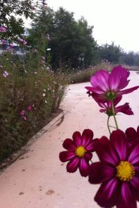 Shitoukaihuaer 仙台威斯汀飯店優惠