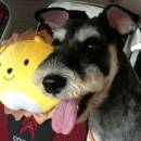 Pengguna Tetamu