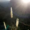 Avatar 3