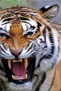 Wanshi 拉林金達溫泉度假飯店優惠