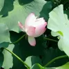 Avatar 1