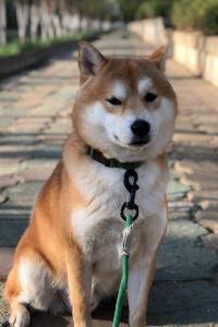 Ding PiPi 富士河口湖大橋東橫 INN優惠