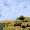 Avatar 1